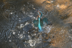 水面でダンス