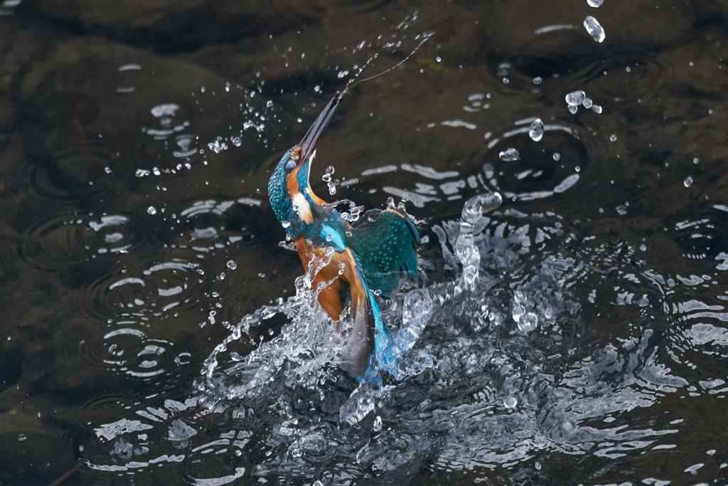 カワセミの踊り