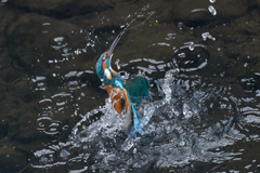 カワセミの踊り