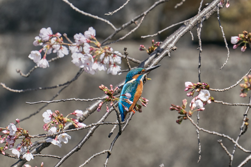 桜カワセミ３