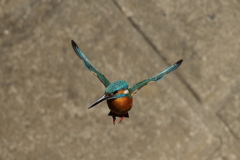 カワセミダイブ4