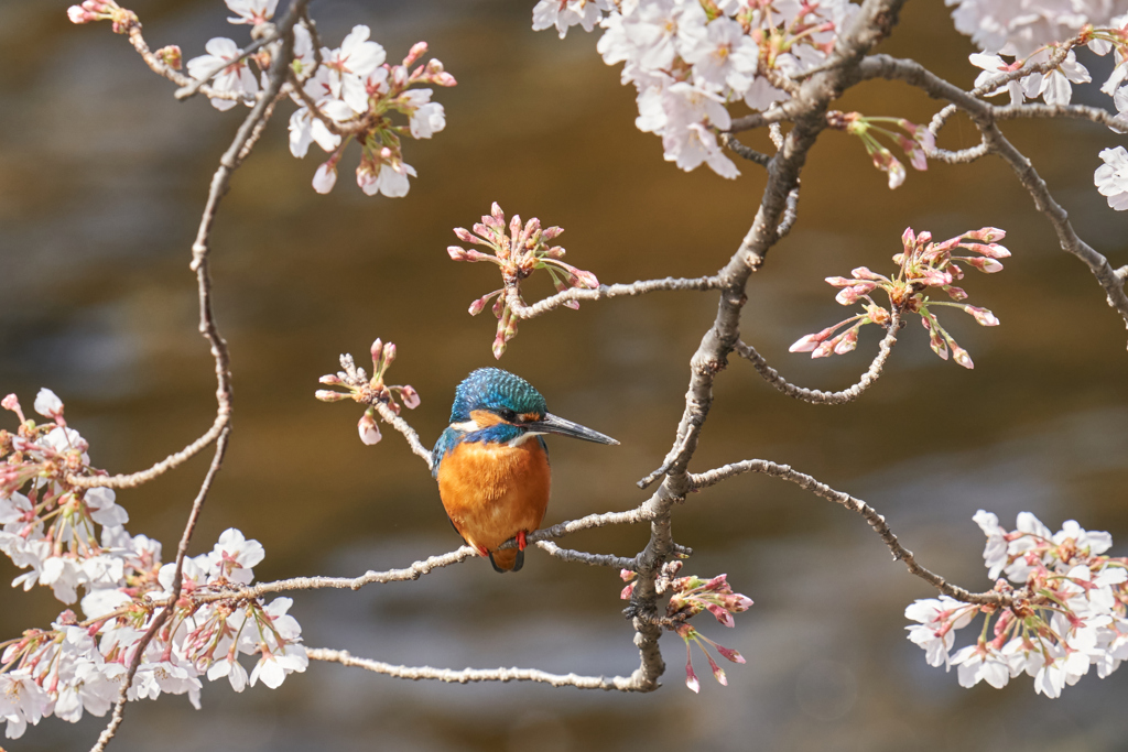 桜カワセミ