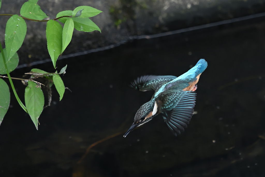 カワセミ幼鳥
