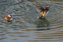 近所の遊水池に渡ってきたオシドリ３