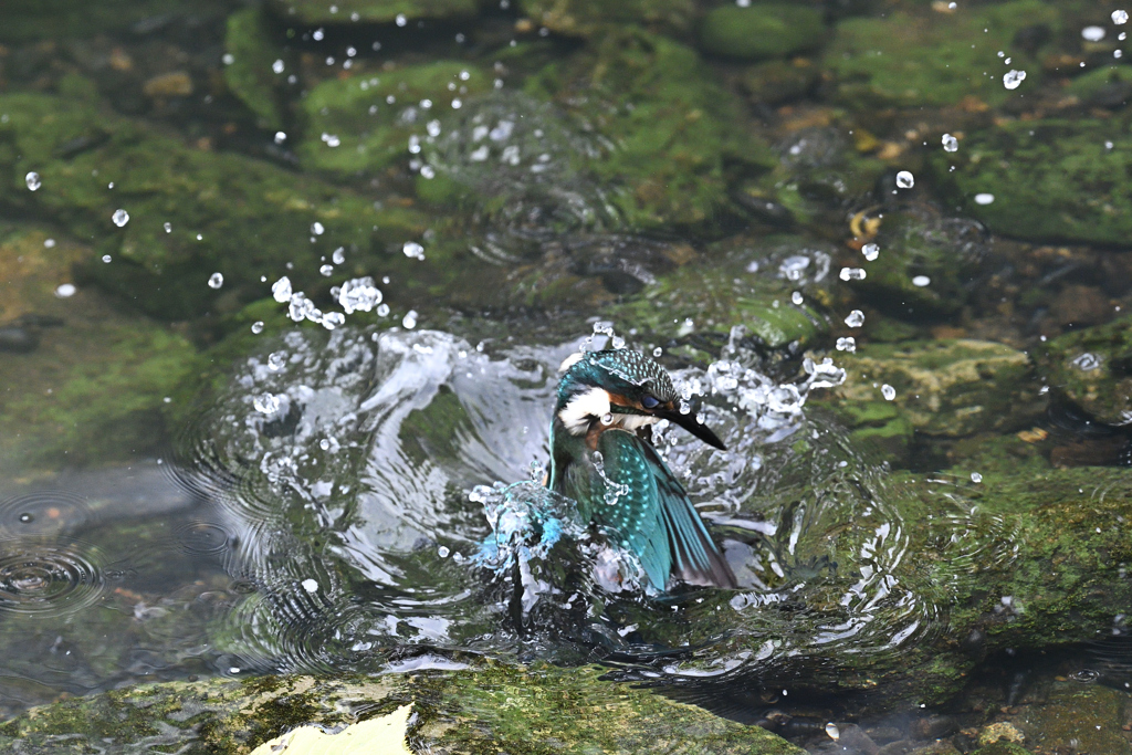 カワセミダイブ