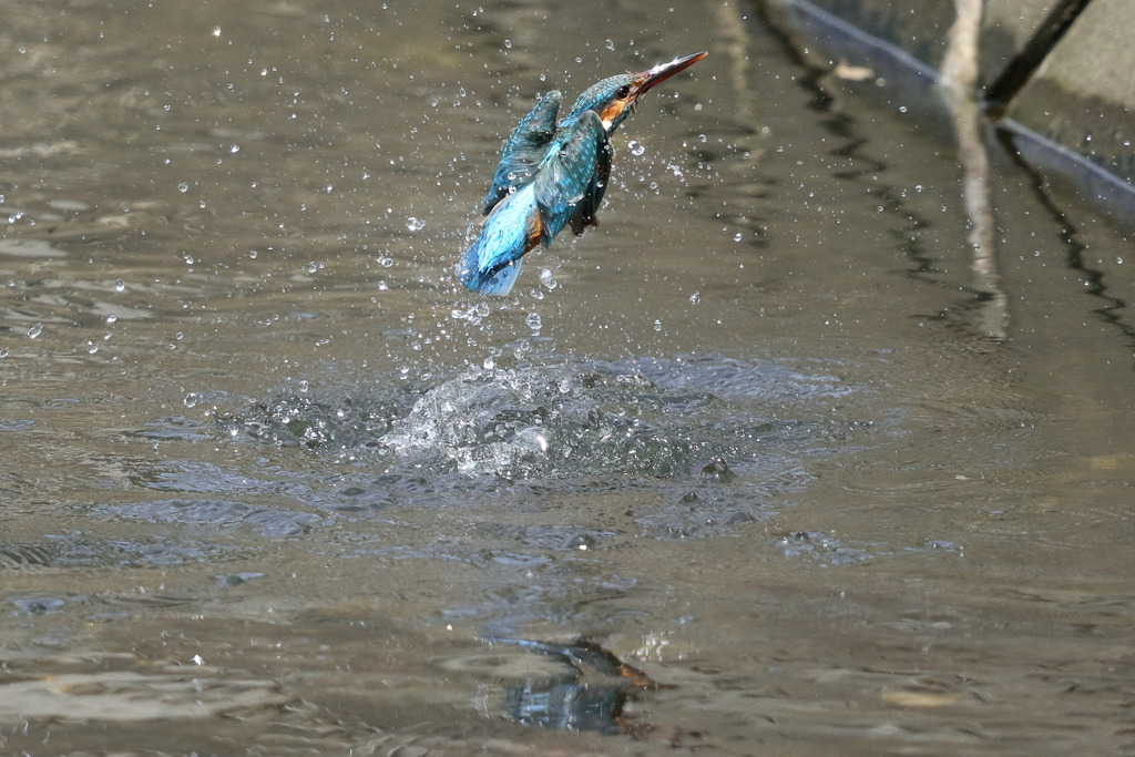 カワセミの水浴び①