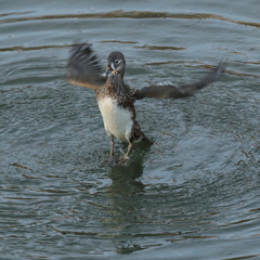近所の遊水池に渡ってきたオシドリ４