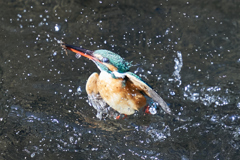 カワセミ水上がり