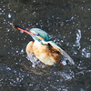 カワセミ水上がり