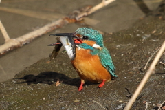 大漁（その４）