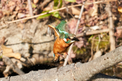 京都府立植物園のカワセミ①