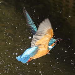 カワセミ飛翔２