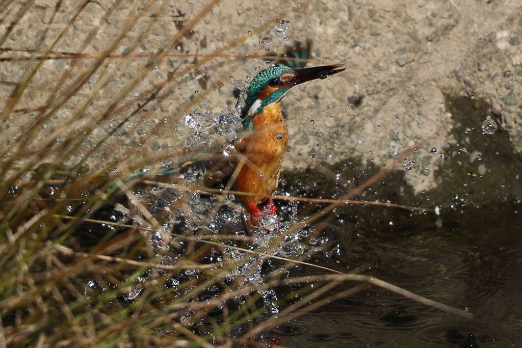カワセミダイビング３