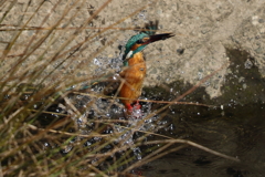 カワセミダイビング３