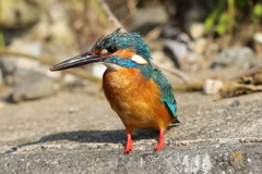 カワセミ