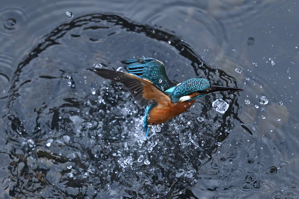 カワセミダイブ
