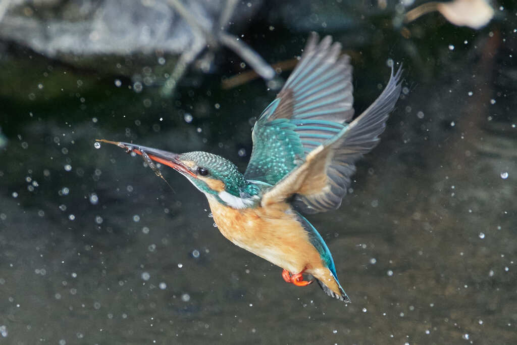 カワセミ離水