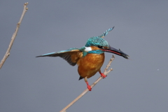 カワセミの踊り２