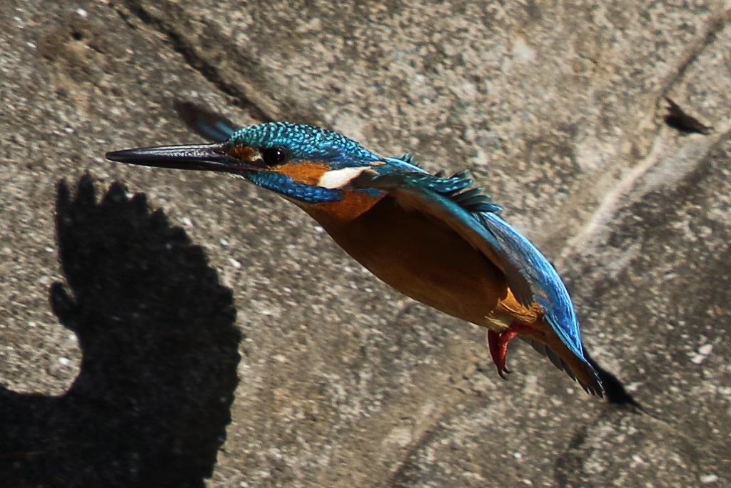 カワセミダイブ１2