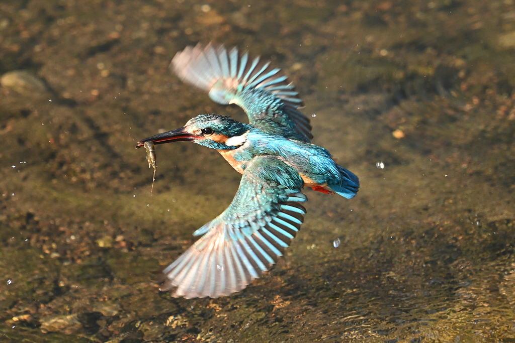 カワセミ