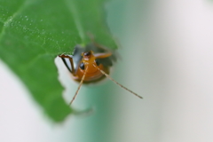 ヒョウタンの葉を食べる虫