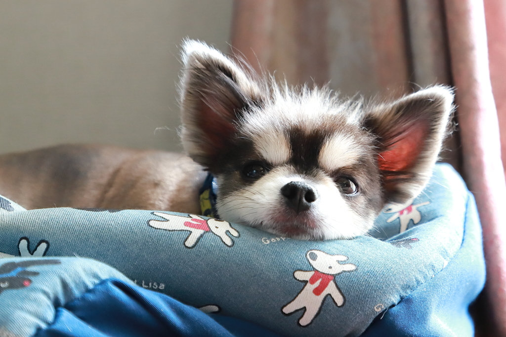 夏バテ気味の犬