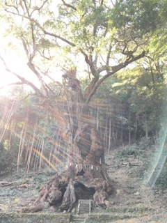 太陽と樹