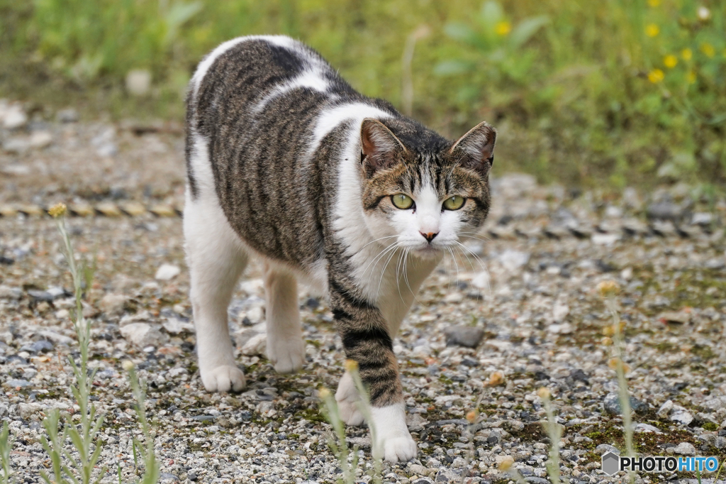 ねこさん