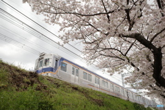 桜と南海