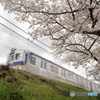 桜と南海