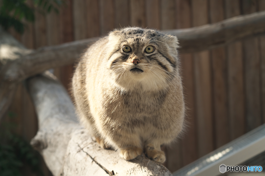 マヌルネコ
