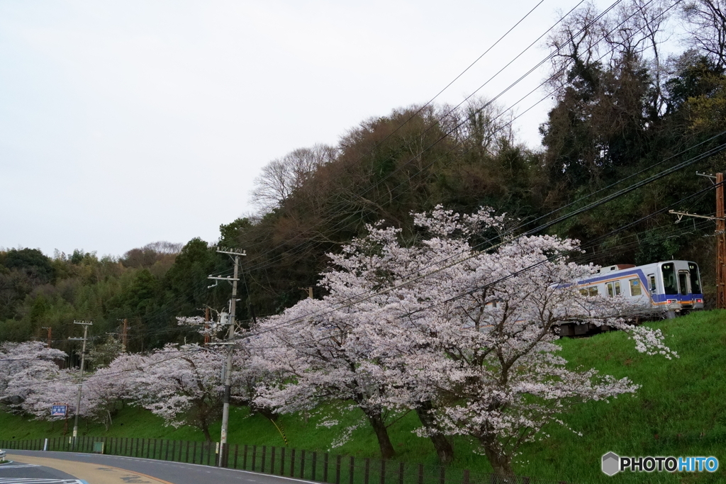桜並木と南海