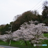 桜並木と南海