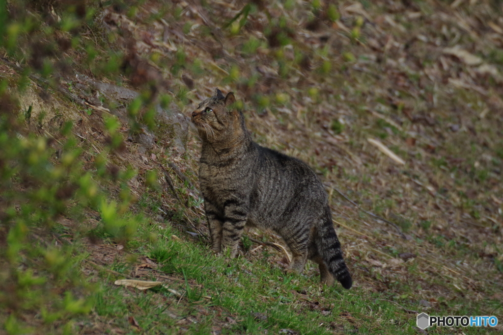 ねこさん