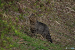 ねこさん
