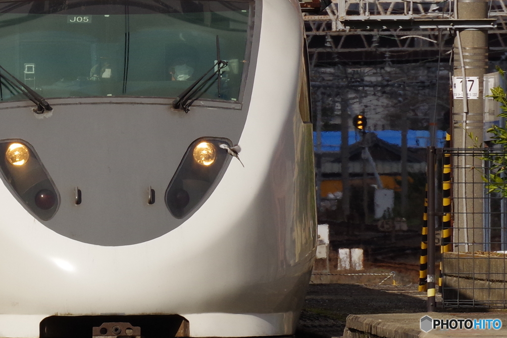 飛び出し注意！