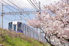 さくらと南海