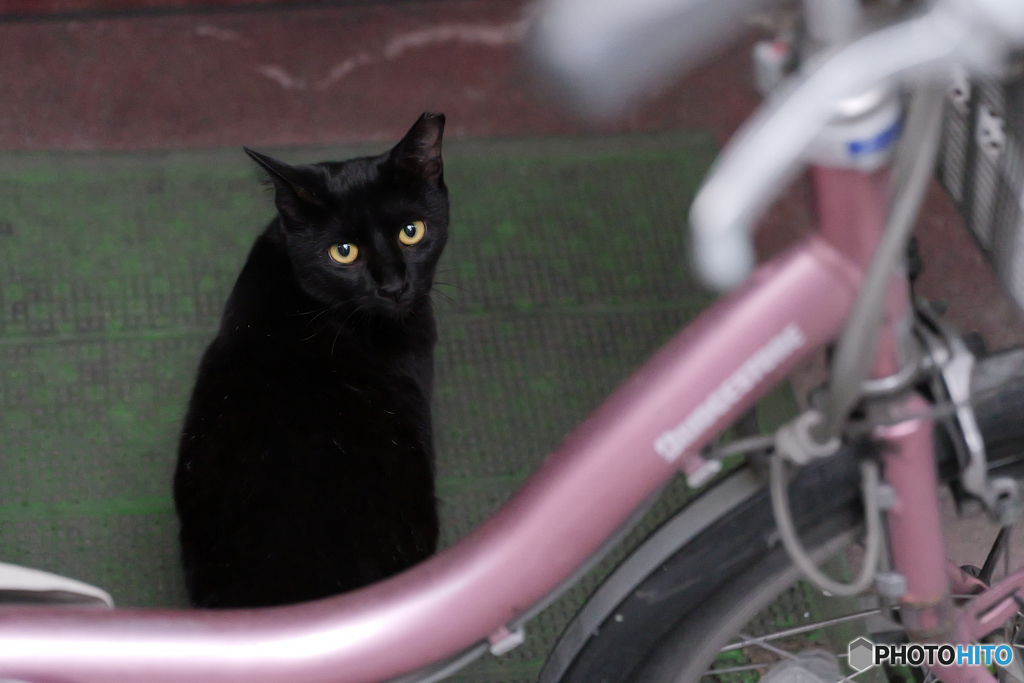 黒猫と自転車