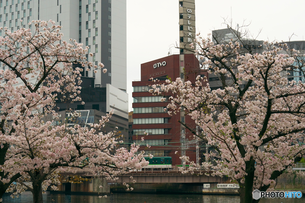 大川沿いの桜2024②