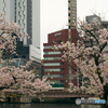 大川沿いの桜2024②