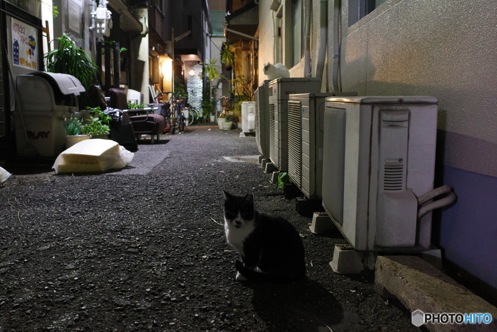 ネコのいる路地