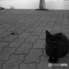 ねこさん