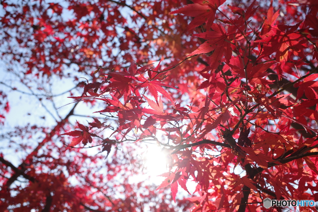 紅葉