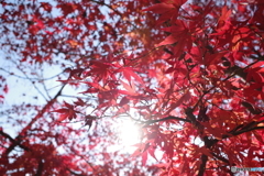 紅葉
