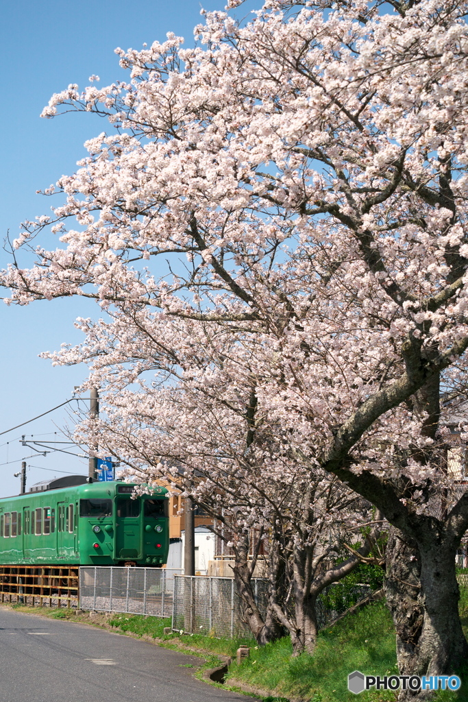 春の草津線
