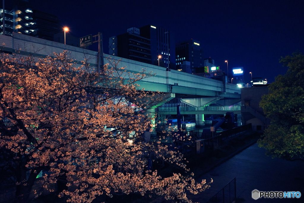 大阪市内の桜