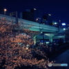 大阪市内の桜