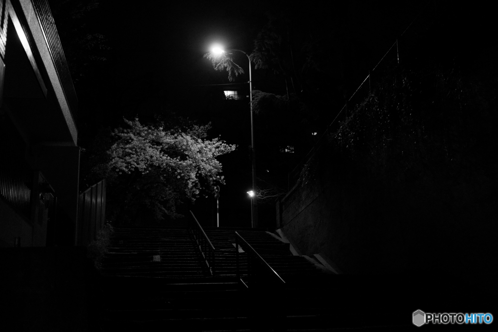 夜桜