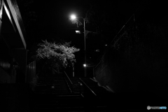 夜桜