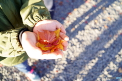 落ち葉
